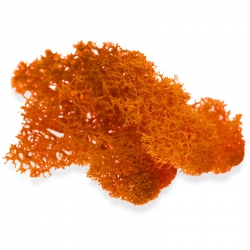 Secret Live Moss Deep Orange - Mech Żywy porcja 5g