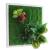 Bello Plant - Frog Houseplant - roślina XL do obrazów 3D