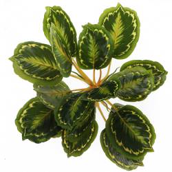 Bello Plant - Calathea Multi - roślina XXL do obrazów 3D