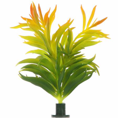 Bello Plant - Sunset Succulent - roślina M do obrazów 3D