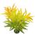 Bello Plant - Sunset Succulent - roślina M do obrazów 3D