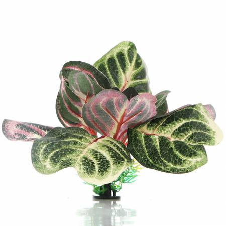 Bello Plant - Brasil's Bicolor - roślina M do obrazów 3D