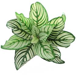 Bello Plant - White Natural Seed - roślina XL do obrazów 3D