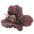 Bello Plant - Deep Purple Hydrangea - roślina M do obrazów 3D