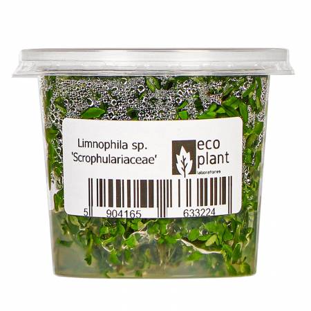 Eco Plant - Limnophila Scrophulariaceae - invitro mały kubek